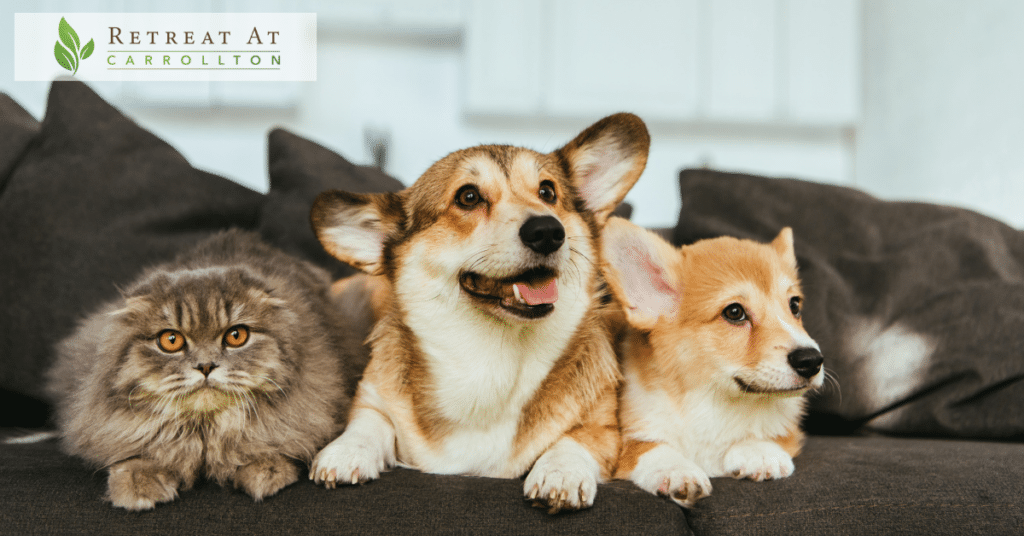 Pet-Friendly Assisted Living: welsh corgi dogs and a british longhair cat on the sofa.